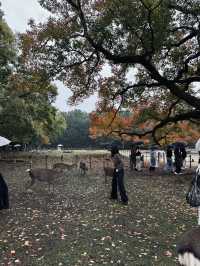 Nara,Japan 🍁🇯🇵