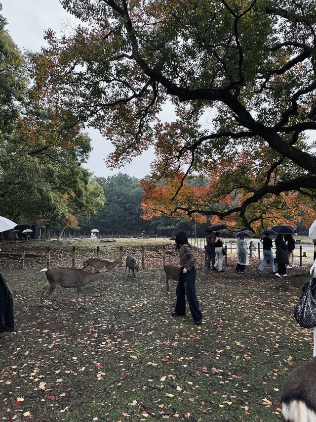 Nara,Japan 🍁🇯🇵