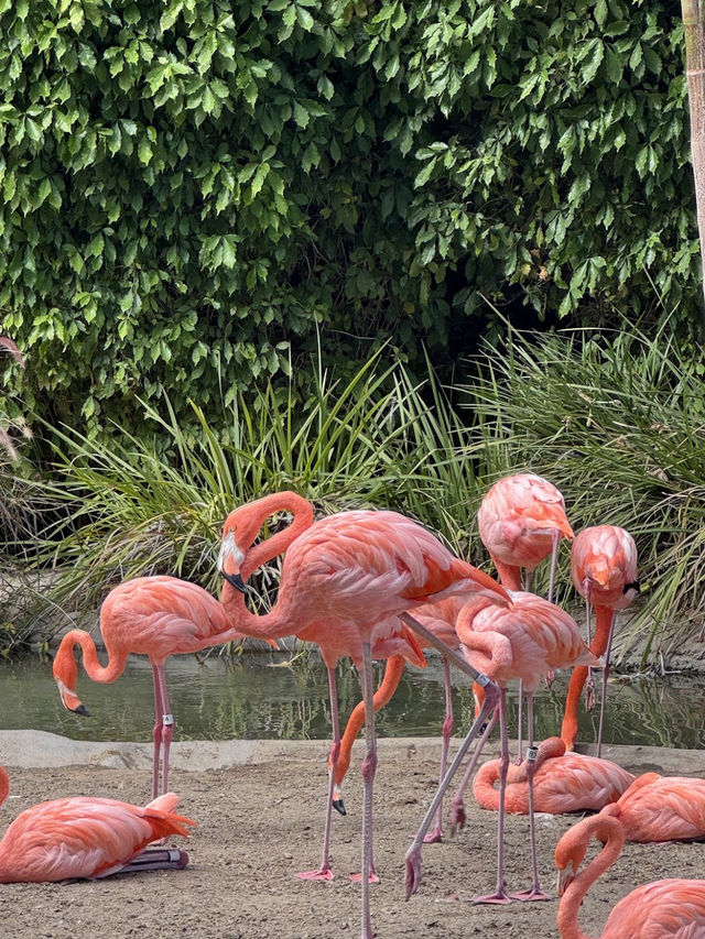 🐻미국 최고의 여행지 샌디에고 동물원 San diego zoo🐒