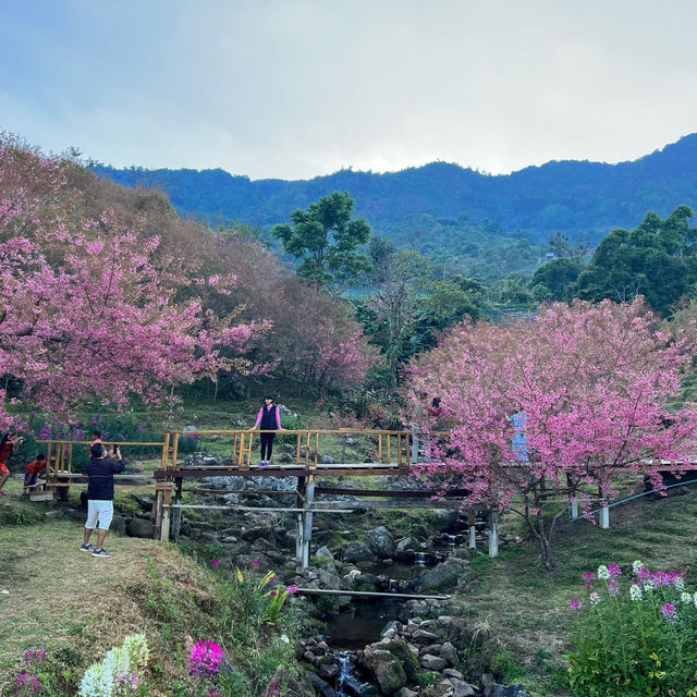 สะพานซากุระขุนวาง 