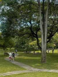 Mulberry mellow | Kanchanaburi, Thailand