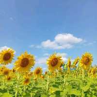 ต้อนรับฤดูหนาวด้วยทุ่งทานตะวัน ณ เขาจีนแล ลพบุรี