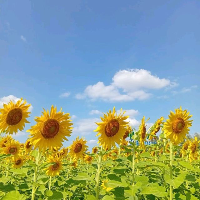 ต้อนรับฤดูหนาวด้วยทุ่งทานตะวัน ณ เขาจีนแล ลพบุรี