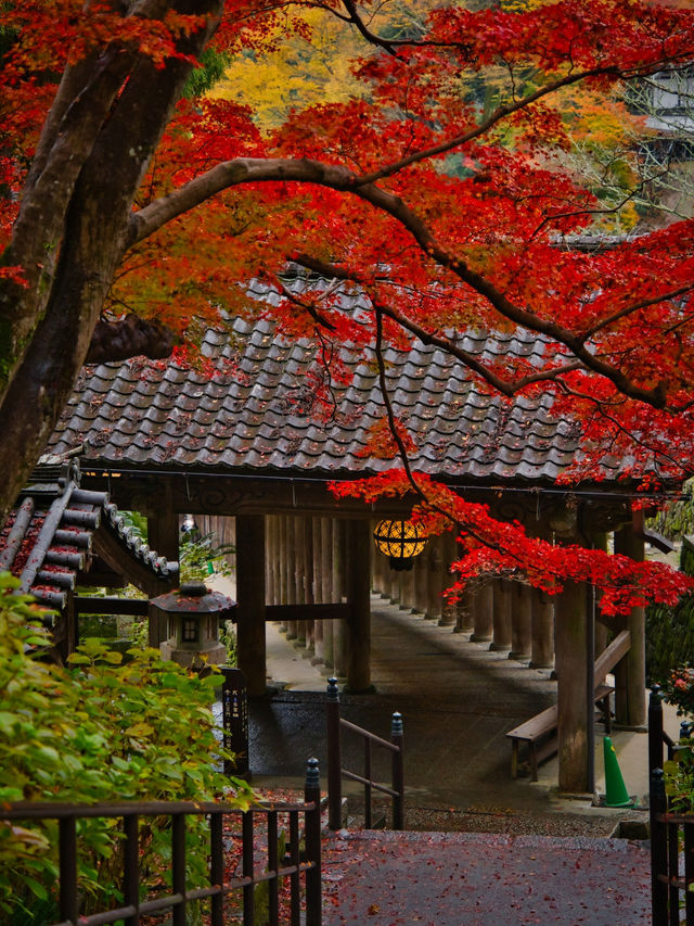【ここ行って】紅葉のシルエット写真を狙え📸絶対行きたい紅葉スポットを紹介🍁撮影攻略付き