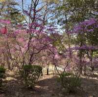 A Burst of Pink at Tsukairaku Park!