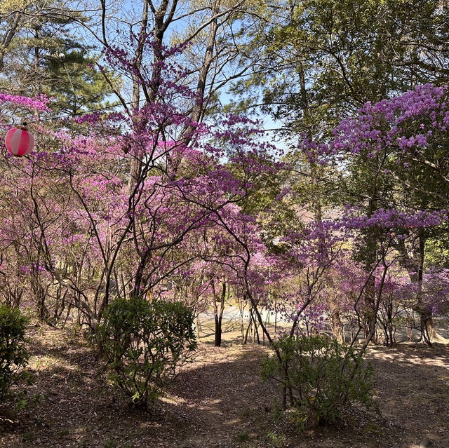 A Burst of Pink at Tsukairaku Park!