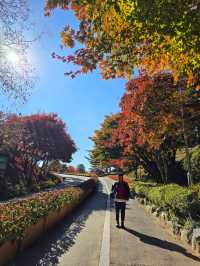메타세콰이어숲길이 아름다운 청남대🍁