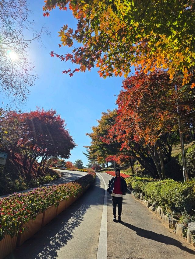 메타세콰이어숲길이 아름다운 청남대🍁