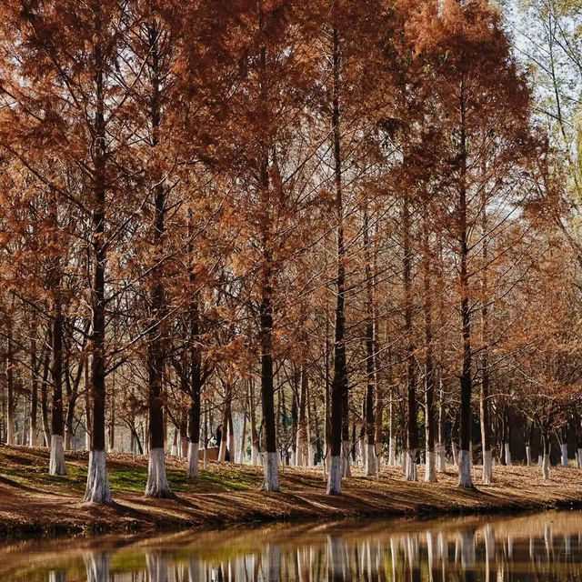 ～華發水郡省級濕地～秋色仙境濕地～