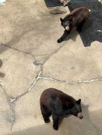 ［北卡旅遊］cherokee bear zoo-分享但不一定推薦🐻🐾