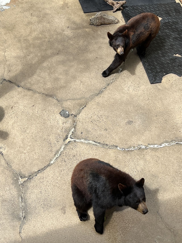［北卡旅遊］cherokee bear zoo-分享但不一定推薦🐻🐾