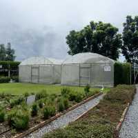 Lemon Me Farm เติมความสดชื่นกลางสวน ’เลม่อน‘