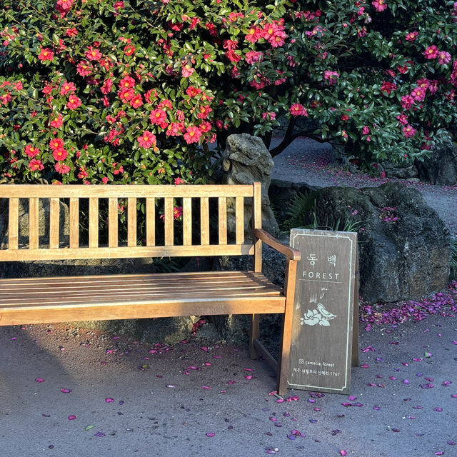 제주 겨울여행 필수코스 동백포레스트🌺
