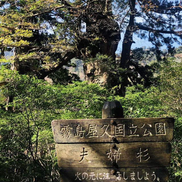 Walking Into the Mystical Forests of Yakushima !