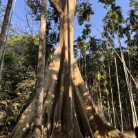 The Giant Tree at Ban Sanam