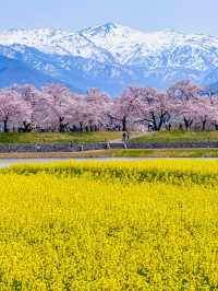 数年越しの念願叶い、やっと見れた春の四重奏！