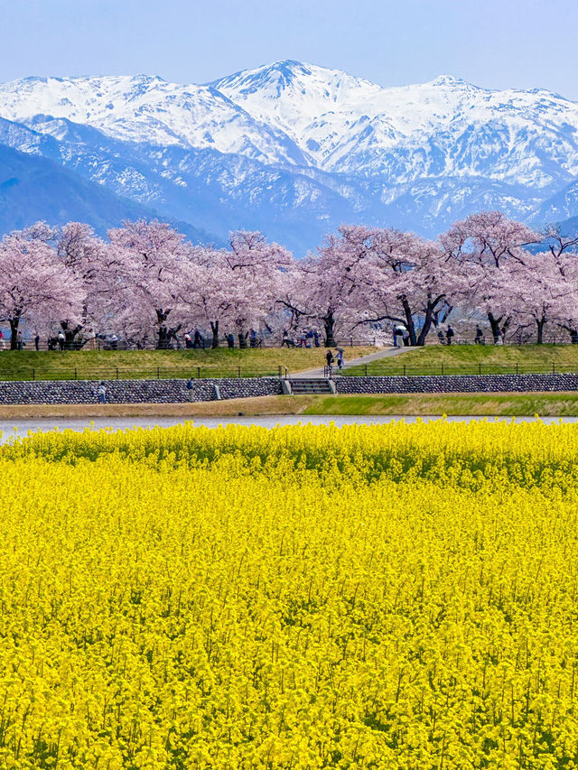 数年越しの念願叶い、やっと見れた春の四重奏！