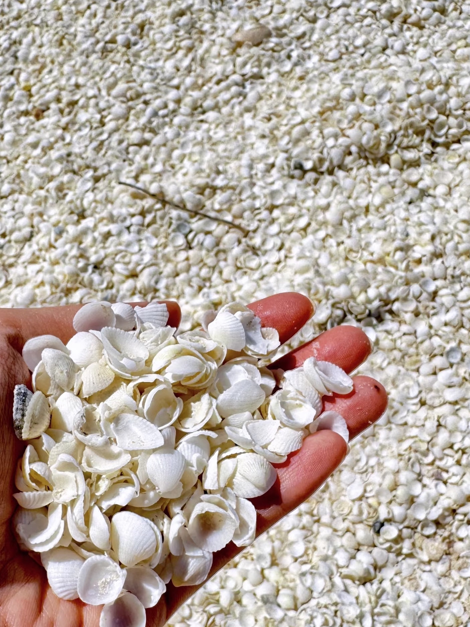 Bãi biển Shell thơ mộng ⋯Một điểm tham quan không thể bỏ qua ở Tây Úc ☀️