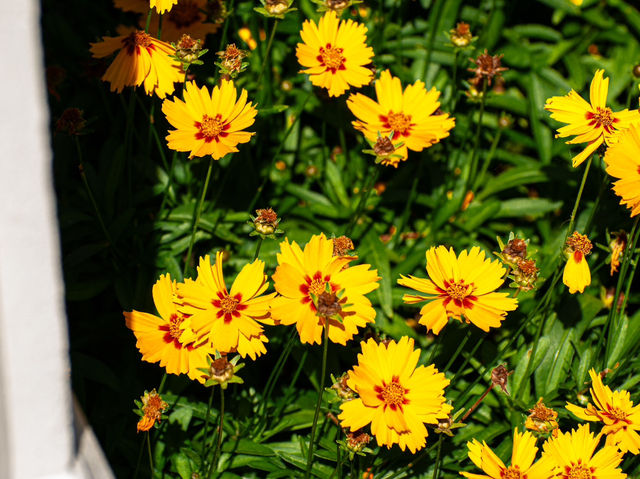Geelong Botanical Gardens: An Oasis of Beauty
