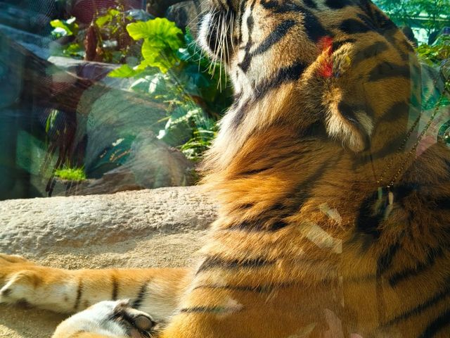 神戶動物王國