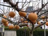 พิพิธภัณฑ์ลูกแพร์ (Nijisseiki Pear Museum)