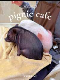 昨年11月にオープンしたばかり！可愛すぎるマイクロブタと触れ合えるカフェ🥺🐖🤍【東京・吉祥寺】