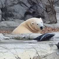 Dive into Adventure: Sea World Gold Coast