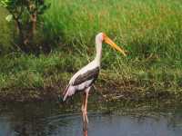 A Full-Day Safari in Yala National Park