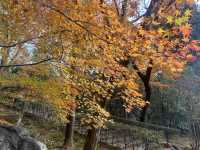 One-Hour Sojourn at Ryoan-ji Temple