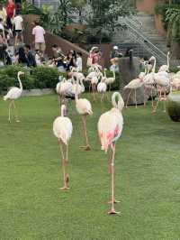 Bird Paradise Singapore: A Must-Visit for Nature & Wildlife Lovers