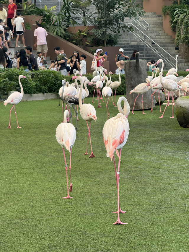 Bird Paradise Singapore: A Must-Visit for Nature & Wildlife Lovers