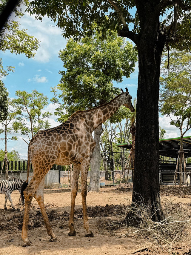 泰國曼谷必去景點🦒大城獅子動物園🐅🦓