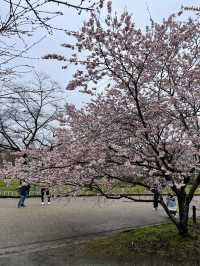 京都|京都賞櫻秘境府立植物園 130種櫻花交織春日美好