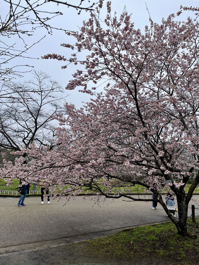 京都|京都賞櫻秘境府立植物園 130種櫻花交織春日美好