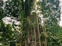馬來西亞檳城熱門景點推薦：槟城植物园，適合拍照打卡逛街遊玩。