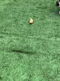 바탐에서 정말 재미있는 시간을 보낸 곳이에요