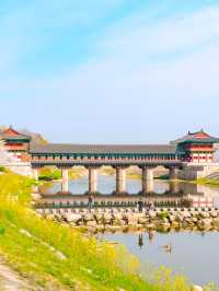 경주 월정교에서 만나는 분홍빛 벚꽃🌸