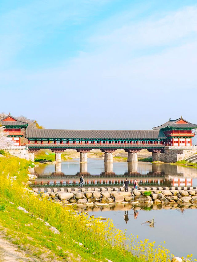 경주 월정교에서 만나는 분홍빛 벚꽃🌸