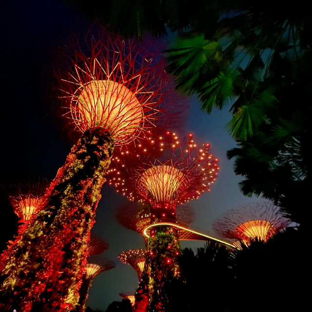 【新加坡旅遊】Supertree Grove🌳｜白天看感覺沒甚麼 晚上點燈卻超漂亮