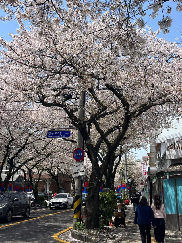 濟州島櫻花：韓國南方的春日魅力