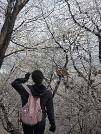 청계산 갔다가 겨울왕국 체험함…☃️🌿