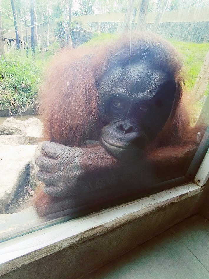 🌿 Công viên Safari và phiêu lưu Cebu 🦁✨