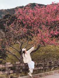 ⟪沖繩八重岳櫻之森公園⟫ 2月尾捉緊緋寒櫻的尾巴