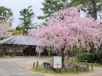 名古屋天守閣賞櫻美景