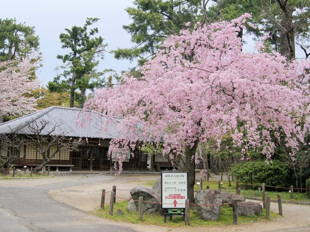 名古屋天守閣賞櫻美景