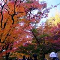 Kyoto - Eikando đừng nên bỏ qua