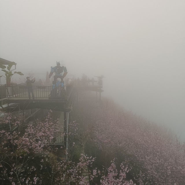 私人秘境瑪嵐雲瀑花園賞櫻、賞茶園及雲海趣