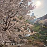 경기도 벚꽃 보러가기 좋은 곳