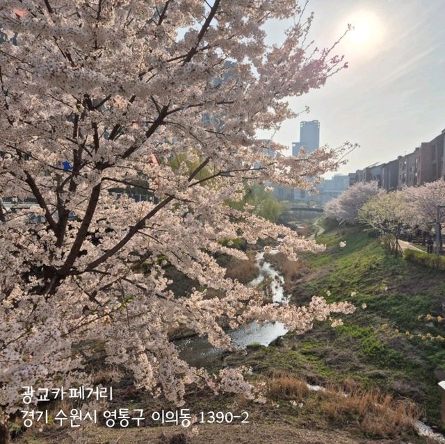 경기도 벚꽃 보러가기 좋은 곳