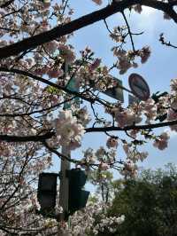 捉住了陽明山櫻花季的尾巴🌸